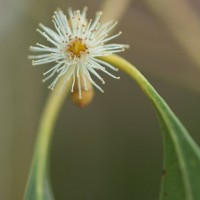 Cider Gum Eucalyptus